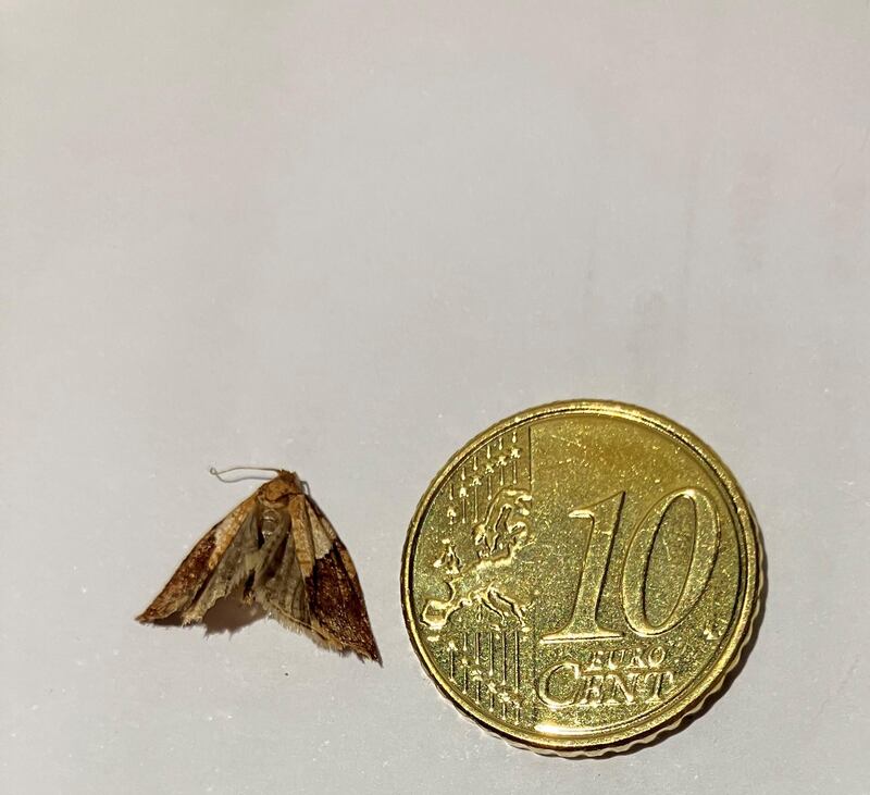 Male light brown apple moth. Photograph: Mary Gough