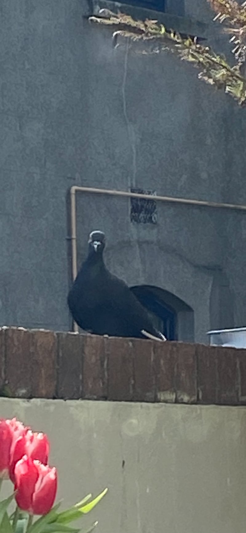 Racing pigeon. Photograph supplied by Sheela Haydon