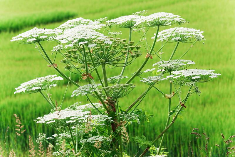 Giant hogweed was introduced into Ireland during the Victorian era. It can threaten the stability of river banks as well as human health. Photograph: Getty Images
