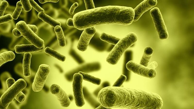 UCC scientists are examining how bowel bacteria can affect an individual’s mental health. File photograph: Getty Images/iStockphoto