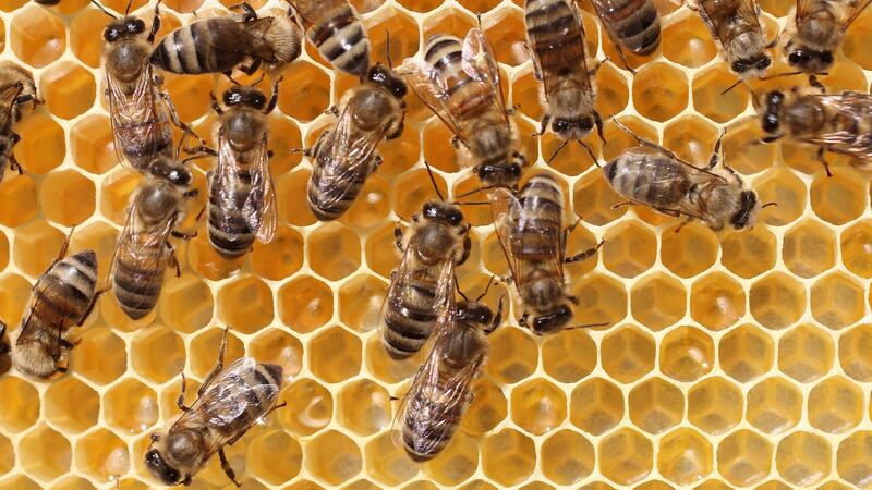 Busy bees at work
