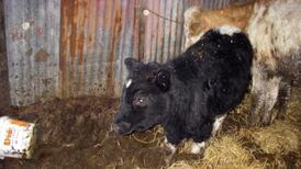 NI farmers jailed over ‘one of the worst cases of cruelty’