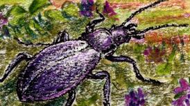 From the beetles to the stars