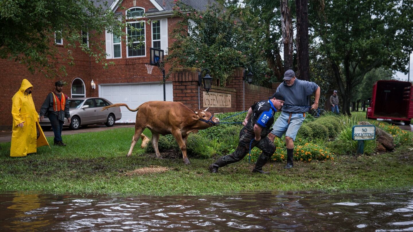 Search-and-rescue crews wrestle a stray steer in a flooded neighbourhood in Houston, Texas, the US. Photograph: Andrew Burton/The New York Times