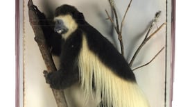 Taxidermy bites back: stuffed animals proving popular at auction