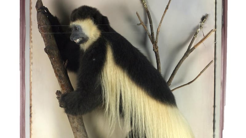 Taxidermy bites back: stuffed animals proving popular at auction