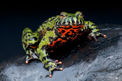A fire-bellied toad, which is actually a species of frog despite its name. Photograph: iStock