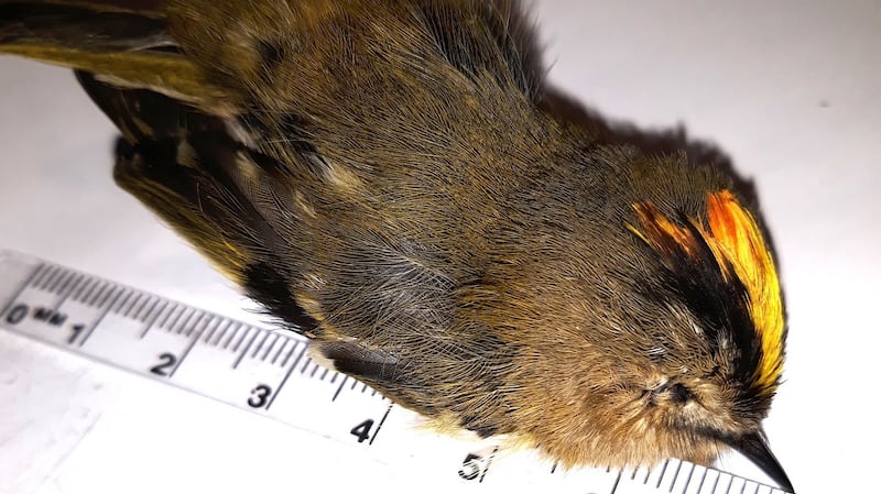 Goldcrest