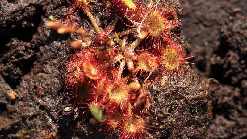 Eyes on nature:  the sundew that James Carolan saw on Corstown Bog, in Co Meath