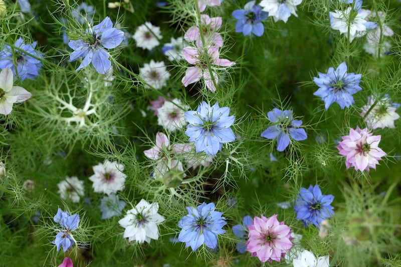 Love in a mist should be direct-sown where you want it to grow. Photograph: Getty Images