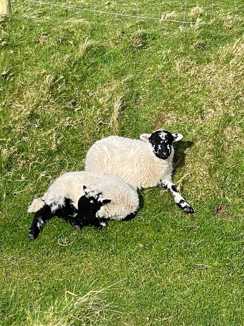 Lambs on Great Blasket. Photograph: Aisling Costello