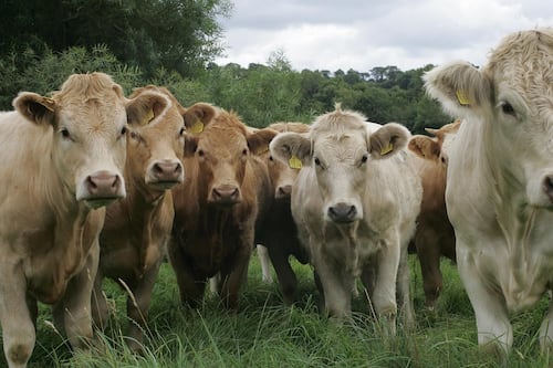 Cutting the entire cattle herd to reduce emissions makes no economic sense