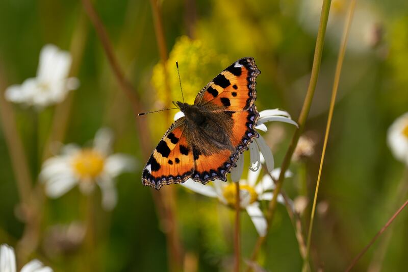 A tortoiseshell butterfly. Photograph: Joe Giddens/PA Wire