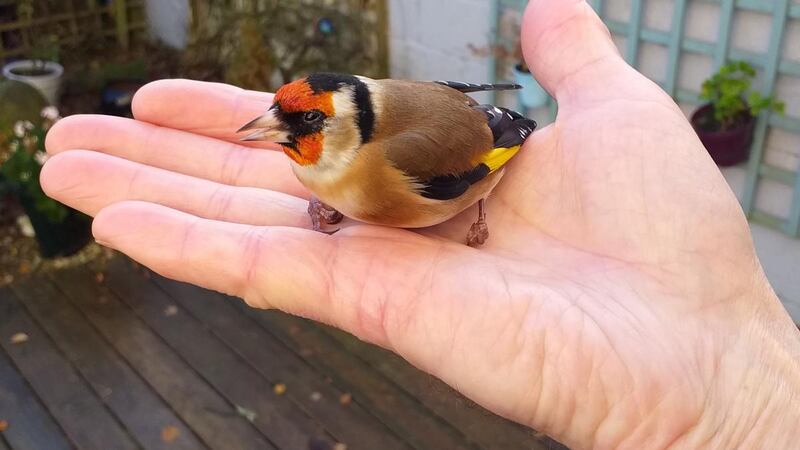 This goldfinch flew into Frank Curran’s  patio door.