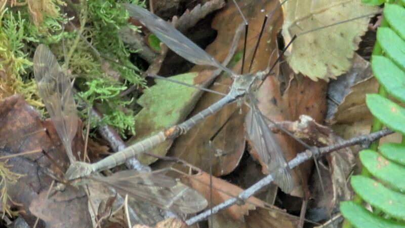 Mating daddy-long-legs