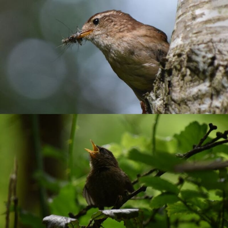 A wren's nest. Photograph via Pearse Naughton