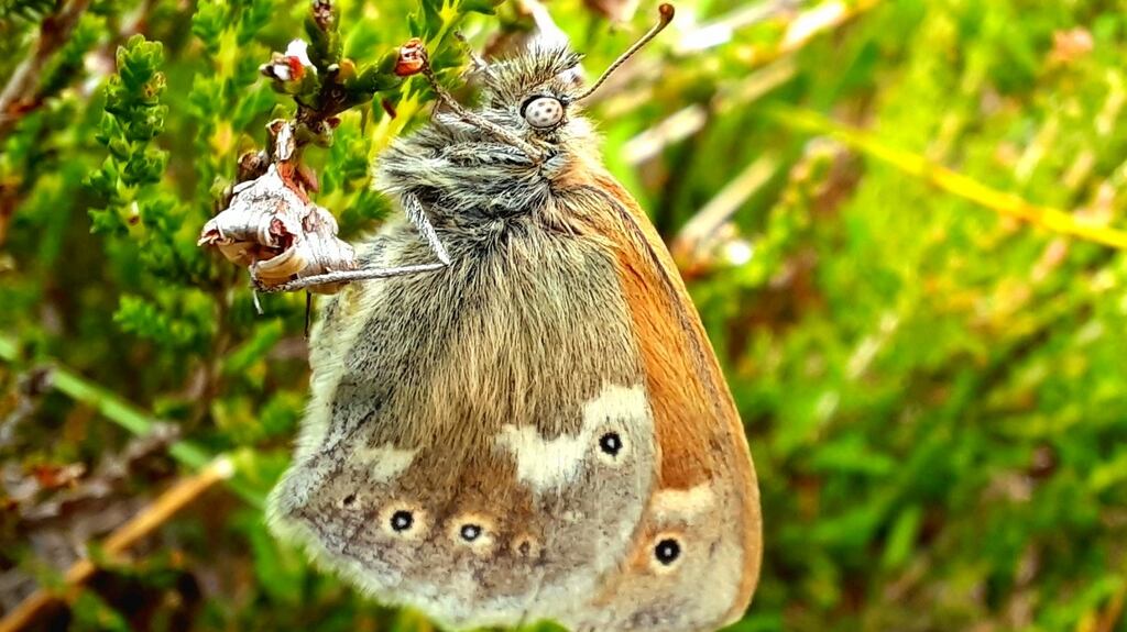 One of the Large Heath Butterflies recorded in Co Kildare. Photograph: Tristram Whyte