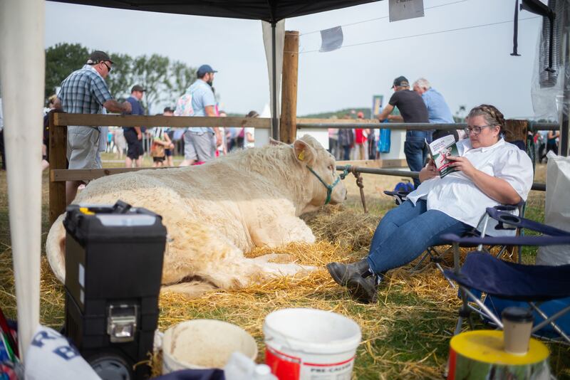 Ciara Marron, from Carrickmacross, flicks the brochure at the Tullamore Show in bovine company. Photograph: John Ohle/Irish Times
