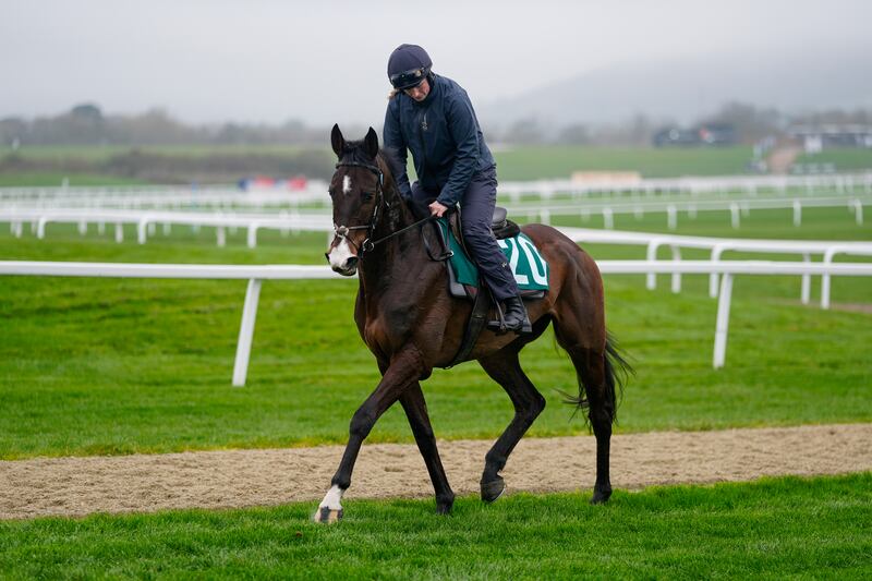 CHELTENHAM, ENGLAND - MARCH 08: The Willie Mullins trained Majborough on the gallops at Cheltenham Racecourse. Photograph: Alan Crowhurst/Getty Images