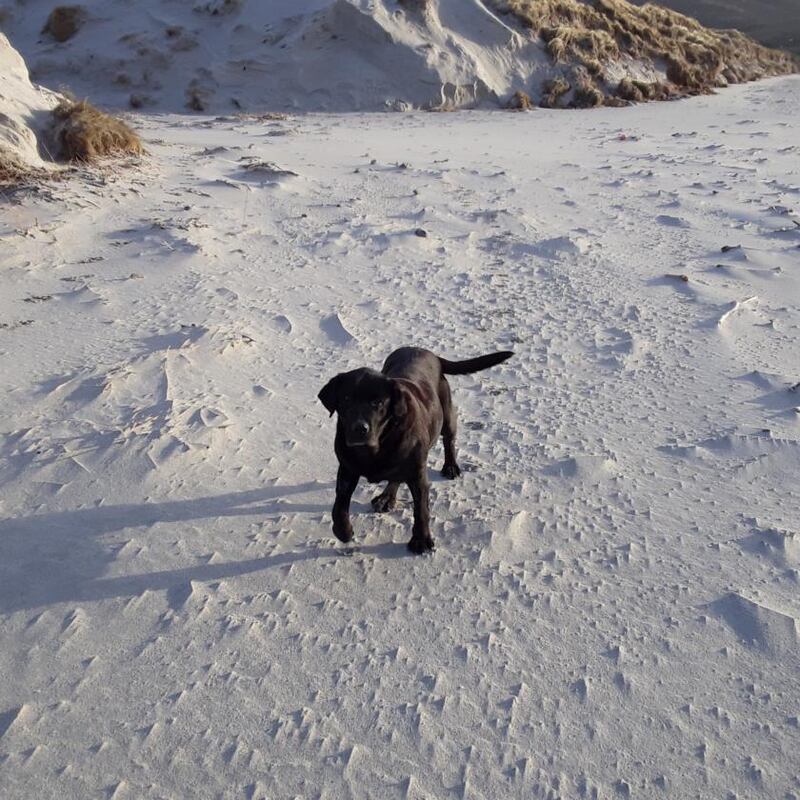 Dash, the Labrador that hunts for ambergris