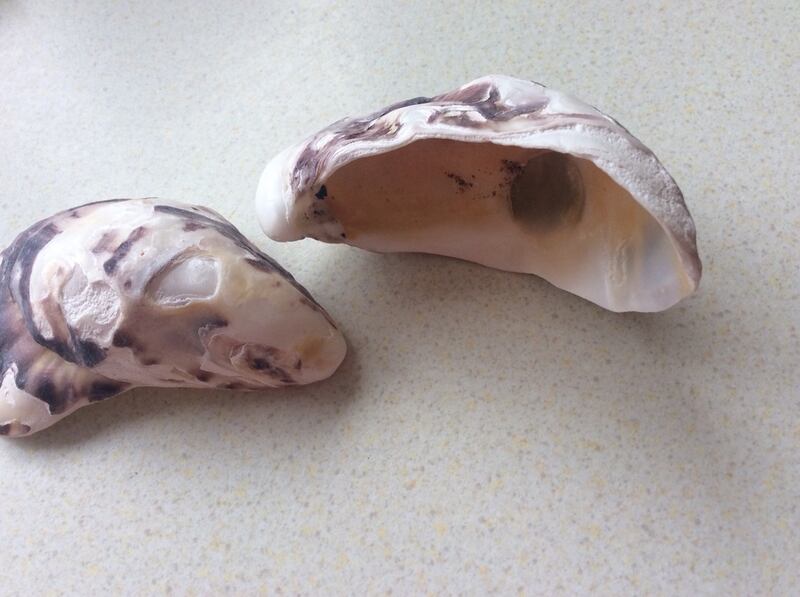 Mysterious shells.