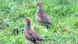 Ireland’s elusive grey partridge in fight against extinction