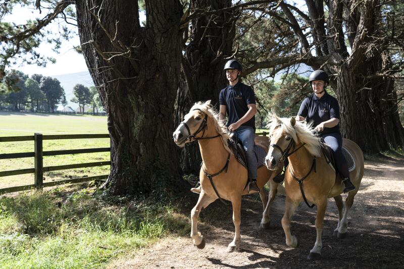 Halflinger ponies at the Europe and Dunloe hotels, Killarney