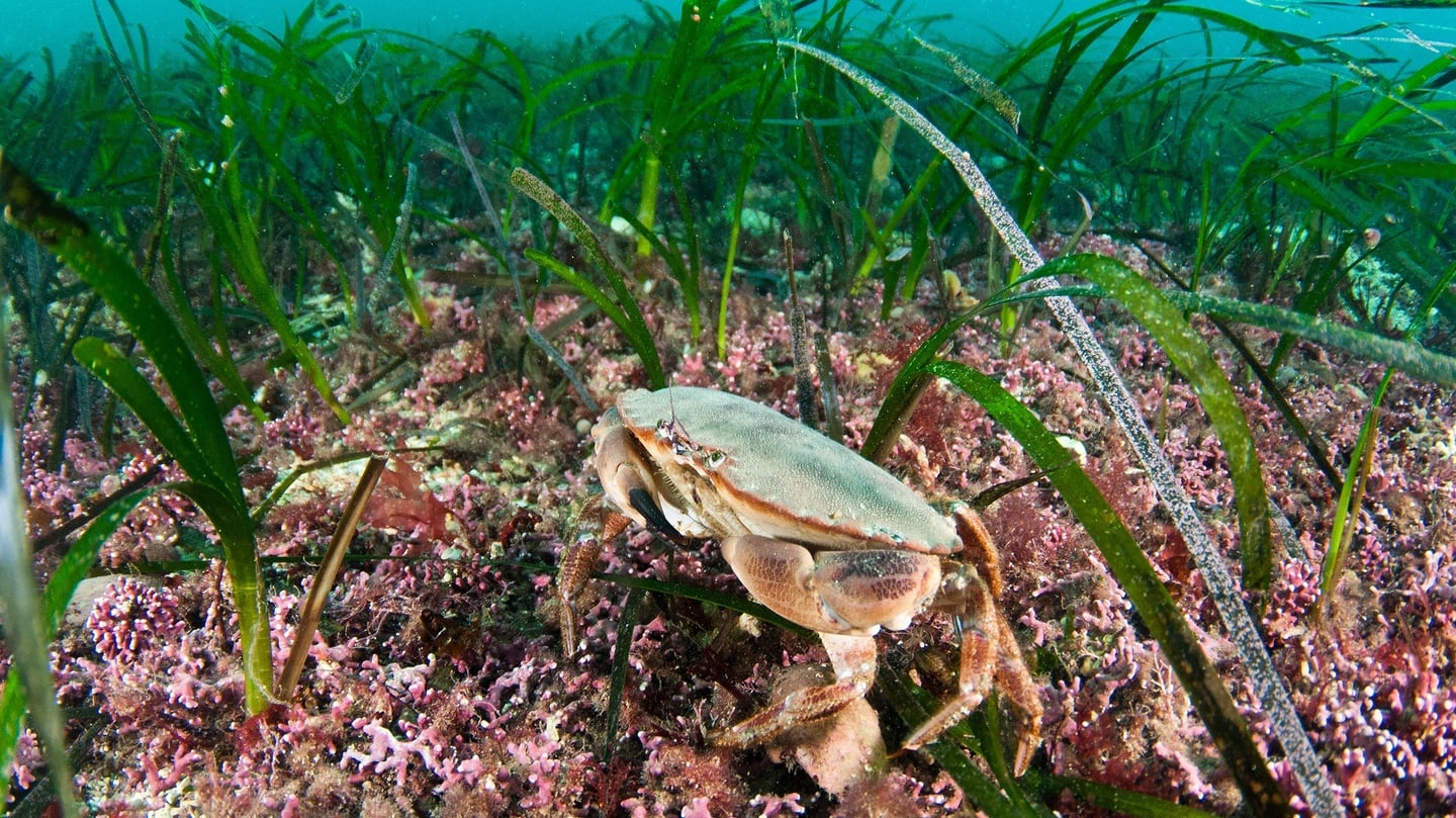 Mussels on longlines ‘can impact benthic ecosystems due to the deposition of pseudo-faeces. This can smother thriving seagrass and maërl communities’ such as those pictured. Photograph: R Shucksmith