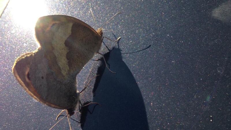 Eyes on nature: the gatekeeper butterflies that Ann Muckley photographed on the bonnet of her car