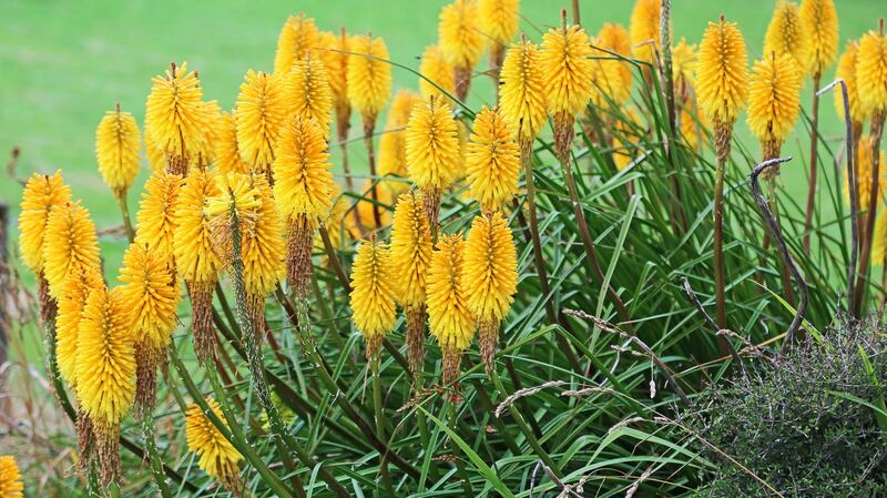 Deer-resistant, rabbit-resistant and fully hardy Kniphofia is happy in sun or light shade.