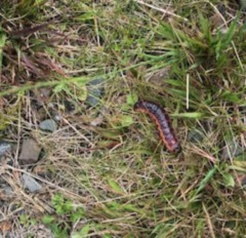 A goat moth caterpillar in Silvermines. Photograph: Jacquie Hennessy