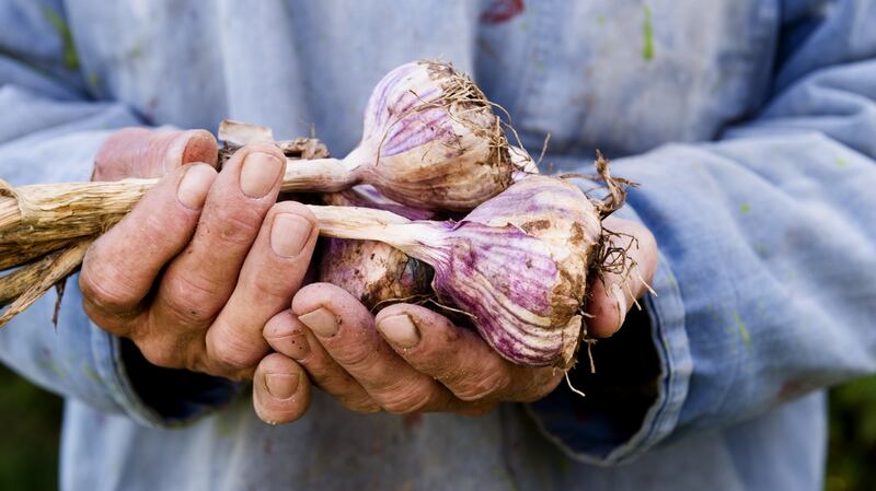 Harvested garlic bulbs. Photograph: iStock