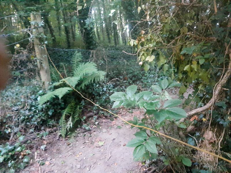 The line stretched across the run in the woods.