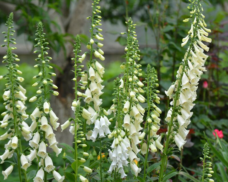 Foxglove (Digitalis) 