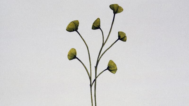 C is for Cooksonia. Artwork by Bridgette James/Photograph:  DeAgostini/Getty Images
