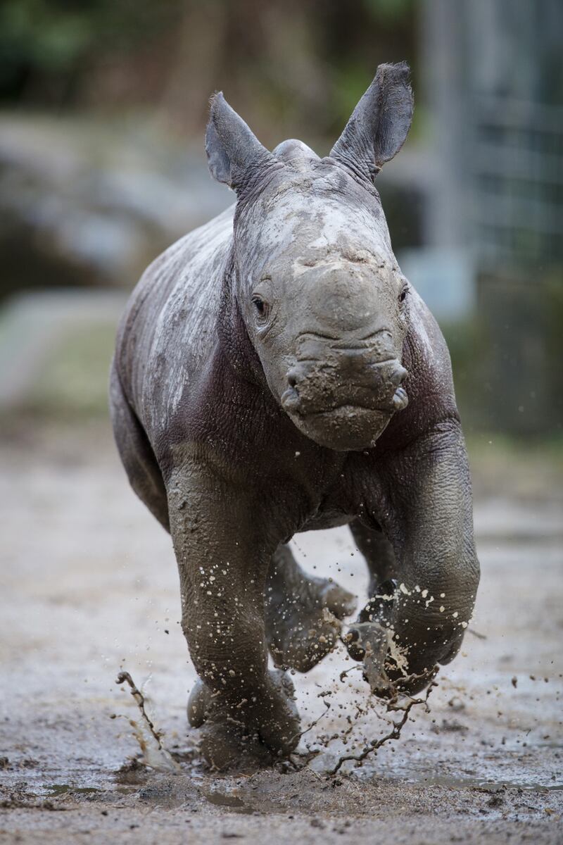 The male rhino calf born at Dublin Zoo. Photograph: Patrick Bolger/Dublin Zoo
