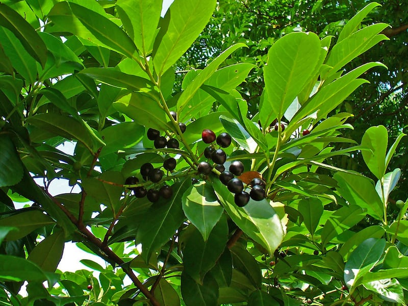 Cherry laurel, or Prunus laurocerasus