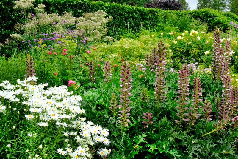 Summer garden with Asters and Acanthus.