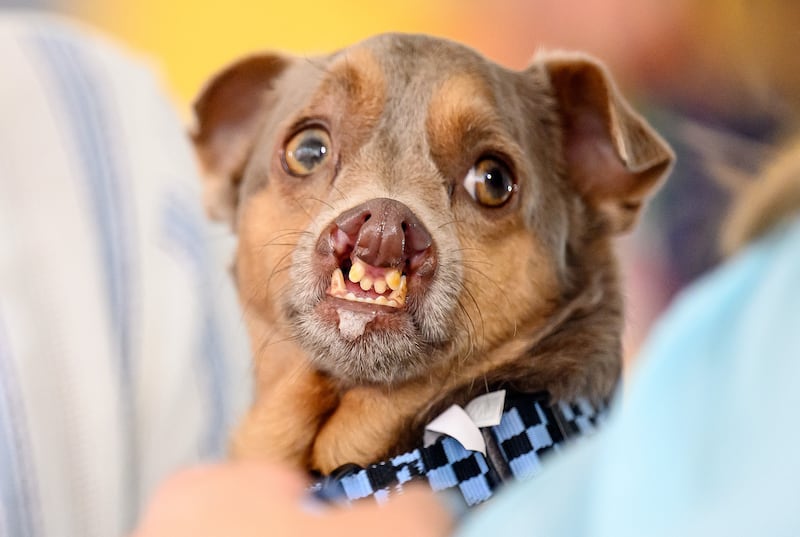 World's Ugliest Dog Contest: Otto, a Chihuahua mix with a severe double cleft lip and cleft palate, took third place. Photograph: Josh Edelson/AFP via Getty Images