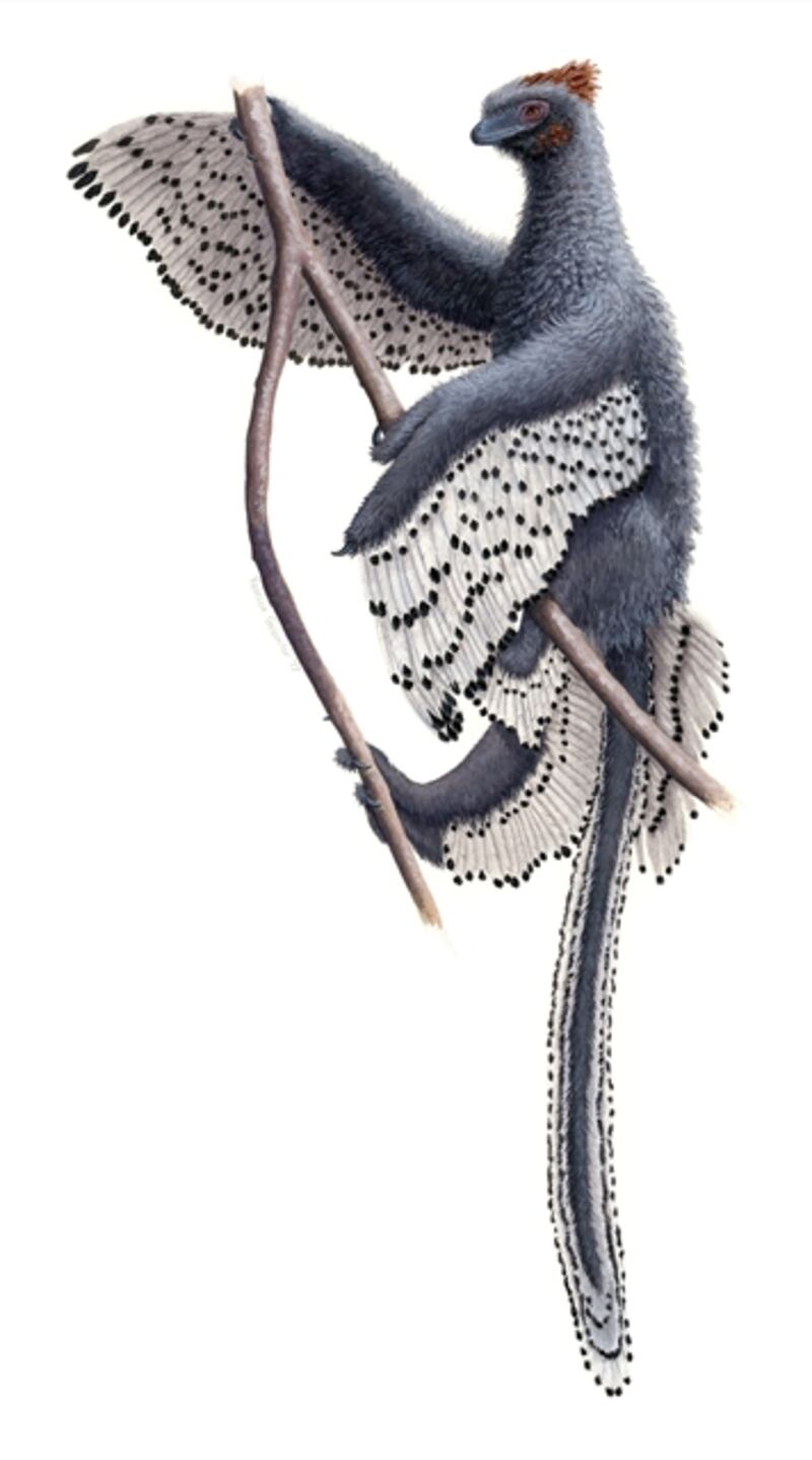 Climbing Anchiornis. Illustration by Rebecca Gelernter of nearbirdstudios.com