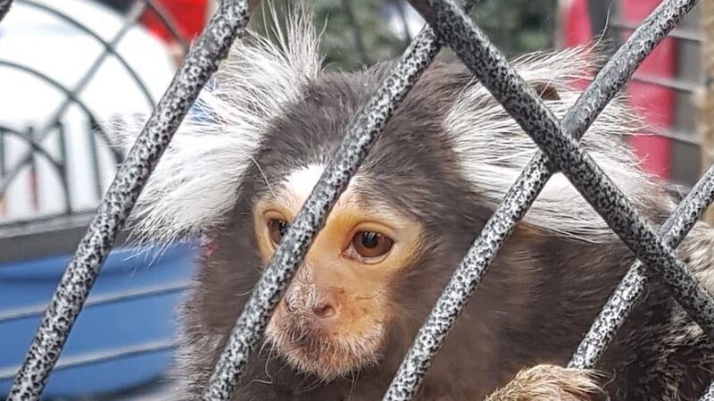 The monkey seized in Finglas.