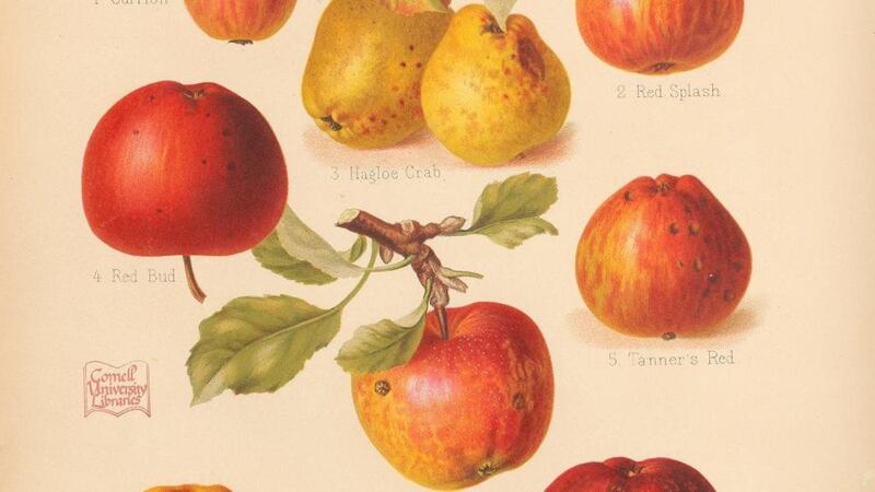 Slane cider farmer Mark Jenkinson has sent me a lovely 19th-century print of apples including the “Coccagee” (yet another variant spelling), pictured in its late-season red rather than the earlier khaki green from which it gets its infamous Irish name