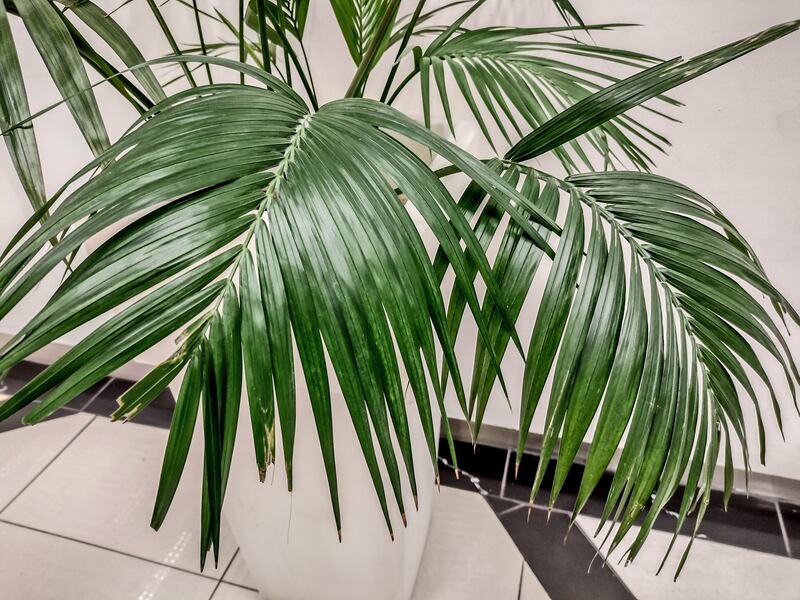 Kentia palm (Howea forsteriana)