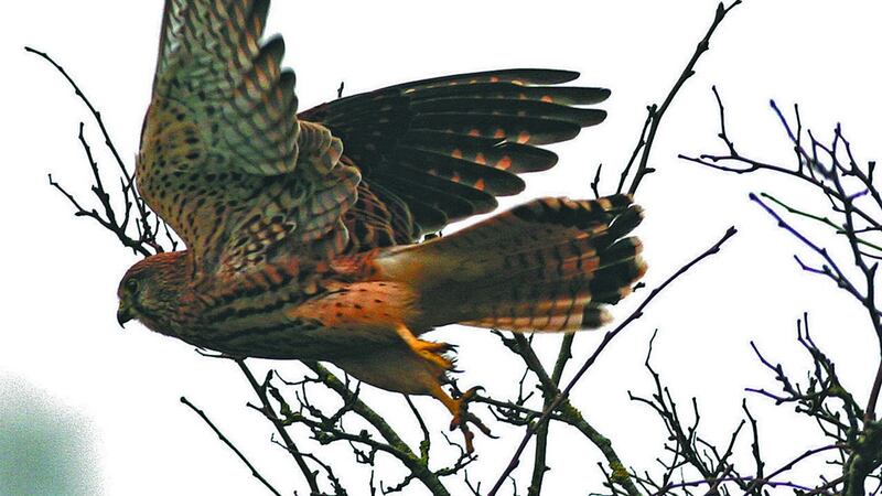 Kestrel falcon. Photograph courtesy  Paddy Dwan