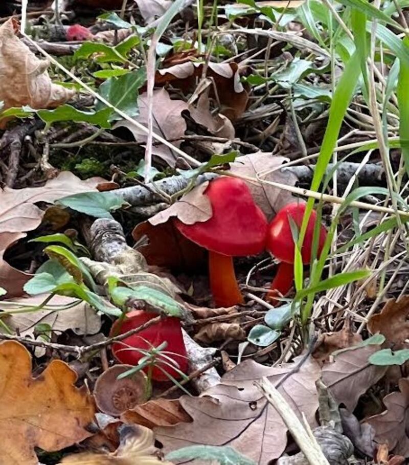 Red fungus. Photograph via Paul Murphy
