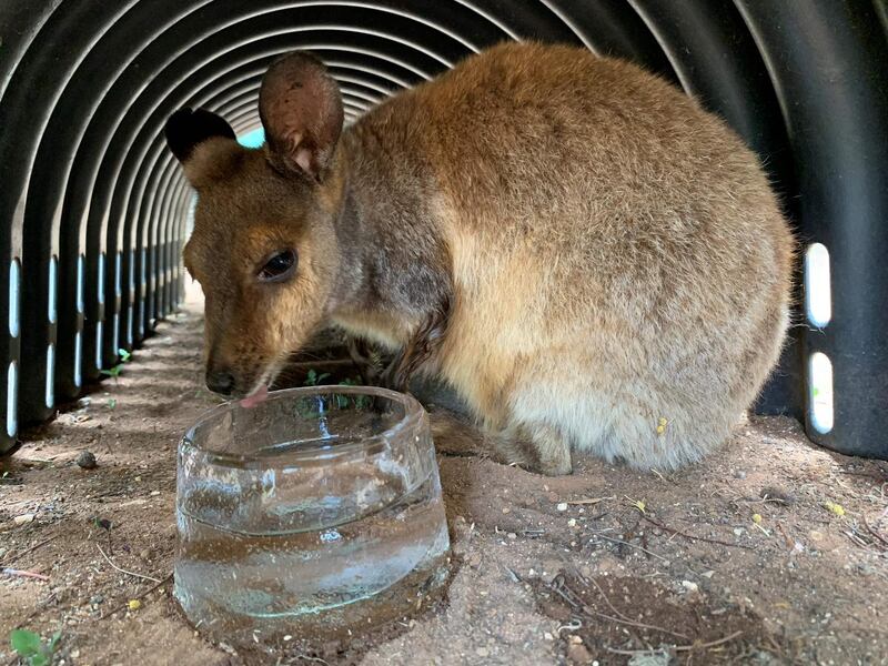 Warru, a black-footed rock wallaby, licking an ice bowl to cool down in the heat at Adelaide Zoo in the South Australia city of Adelaide. Photograph:  Adelaide Zoo/AFP/Getty Images