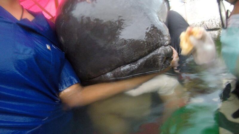 Vets try to save a whale sick after swallowing up to 80 plastic bags.  Photograph: Reuters