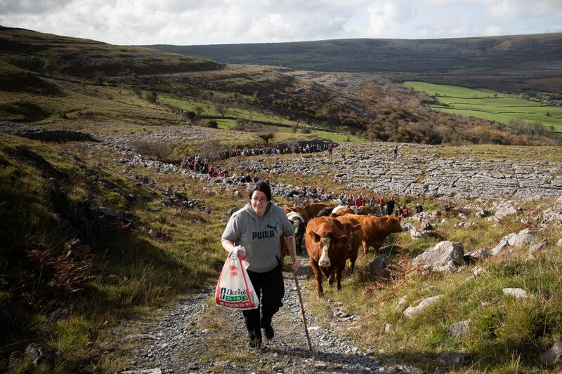 Lisa Shannon bringing her herd of cattle up the mountain to at the Burren Winterage Cattle Drive. Photograph: Eamon Ward