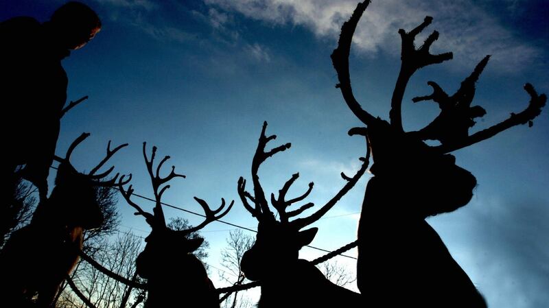 Reindeer. Photograph: Chris Radburn/PA