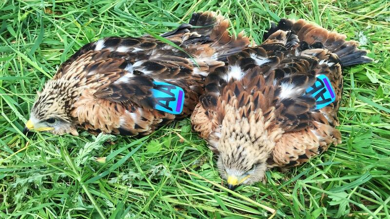 Dr Marc Ruddock of GET said the confirmation of the three new chicks in Fingal in 2016 is “hugely rewarding” and means there are now six established pairs of kites.